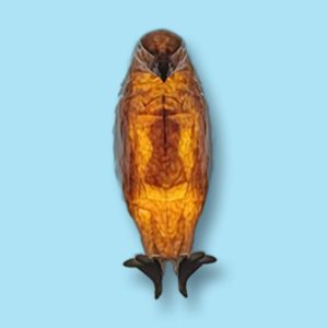 Lámpara de pared nocturna Águila